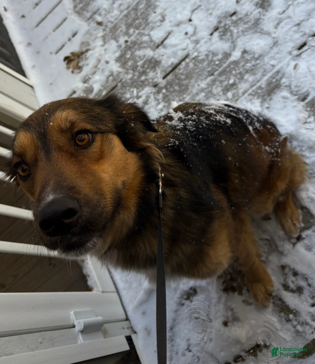 Mixed Breed dogs for sale: Sweet 2 year old needs a new home - Ad 1