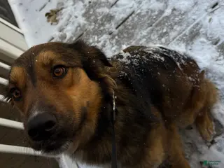 Mixed Breed dogs Sweet 2 year old needs a new home - Ad 22