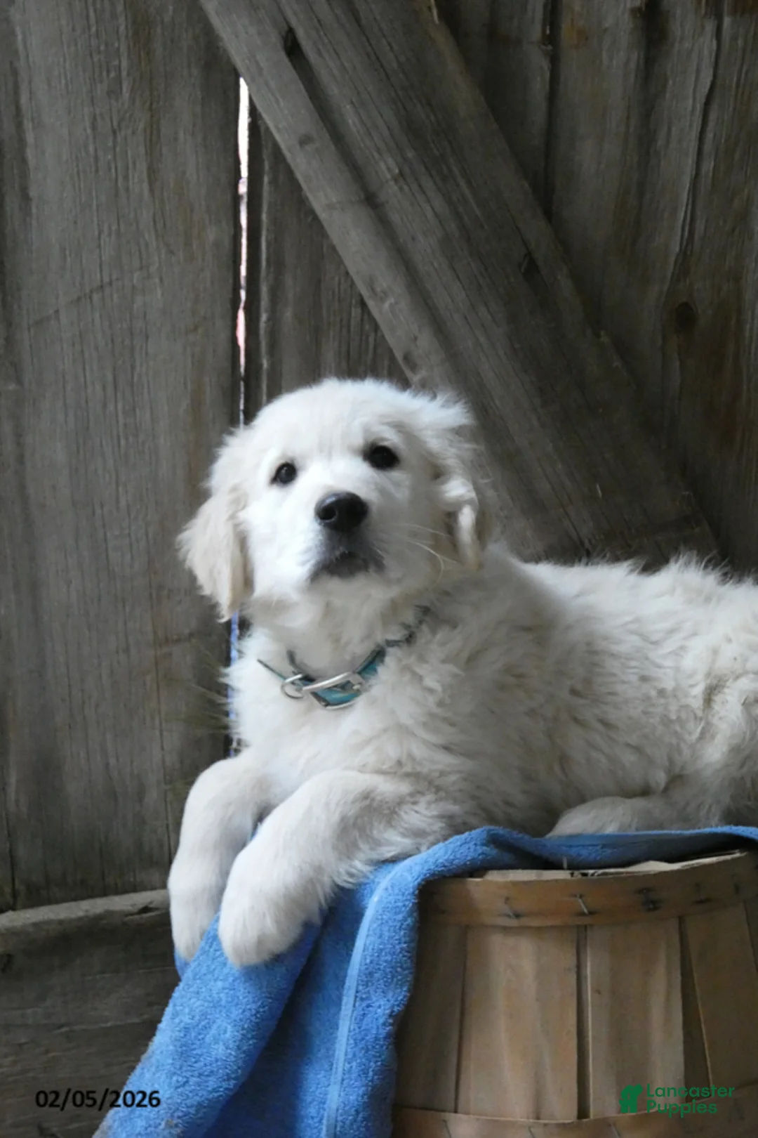 Golden Retriever dogs for sale: Fluffernutter - Ad 2