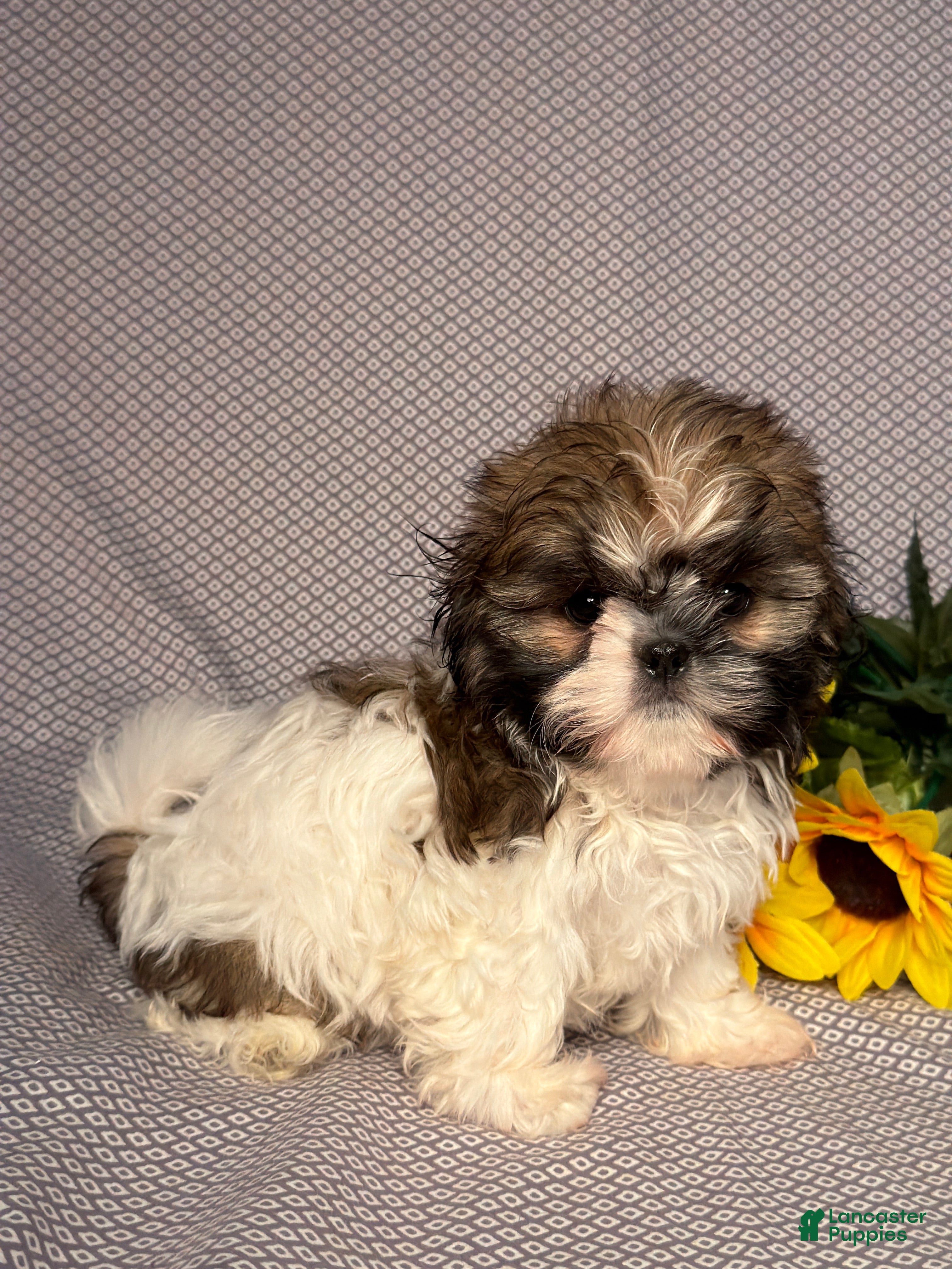 Shih Tzu dogs Alice - Ad 2