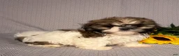 Shih Tzu dogs for sale: Alice - Ad 2