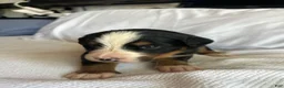 Bernese Mountain Dog dogs for sale: Light Pink Female  - Ad 1