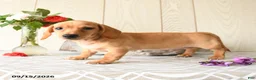 Miniature Dachshund dogs for sale: Titus - Ad 4