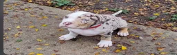 Staffordshire Bull Terrier dogs for sale: XL bully - Ad 6