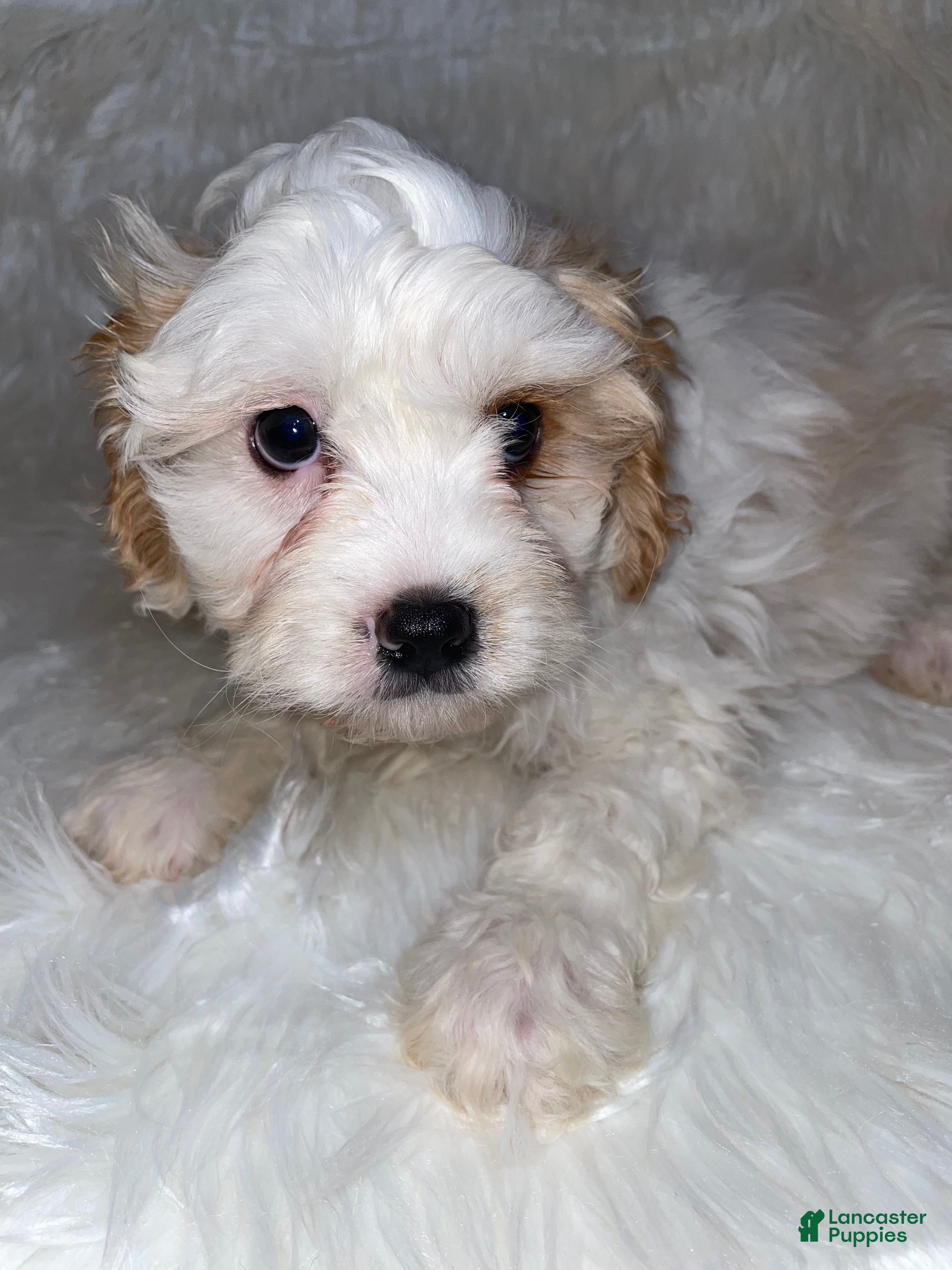 Cavapoo dogs Cavapoo Puppy 1 - Ad 23