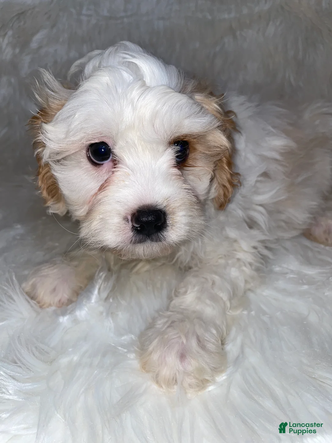 Cavapoo dogs for sale: Cavapoo Puppy 1 - Ad 1