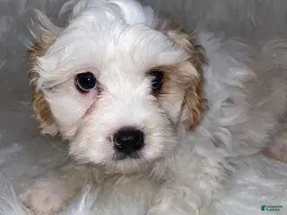 Cavapoo dogs Cavapoo Puppy 1 - Ad 23