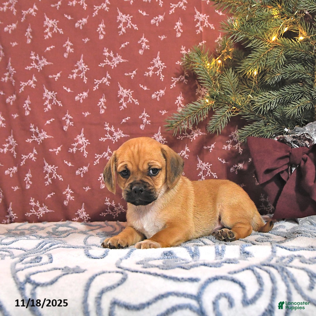 Puggle dogs for sale: Jojo - Ad 3