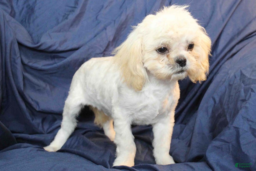 Shih Tzu dogs for sale: Oliver - Ad 3