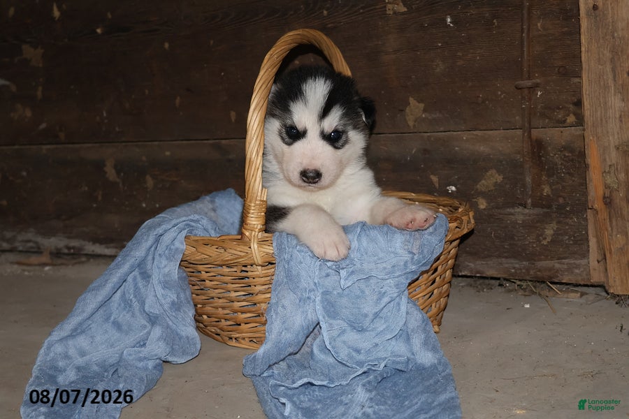 Alaskan Malamute dogs Blaze - Ad 1