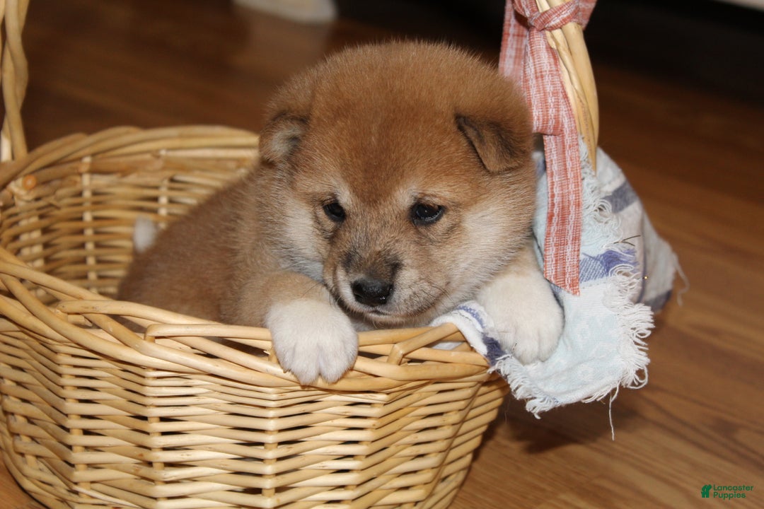 Shiba Inu dogs for sale: Tassy - Ad 4