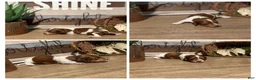 Miniature Dachshund dogs for sale: The Painted Prodigy - Ad 4