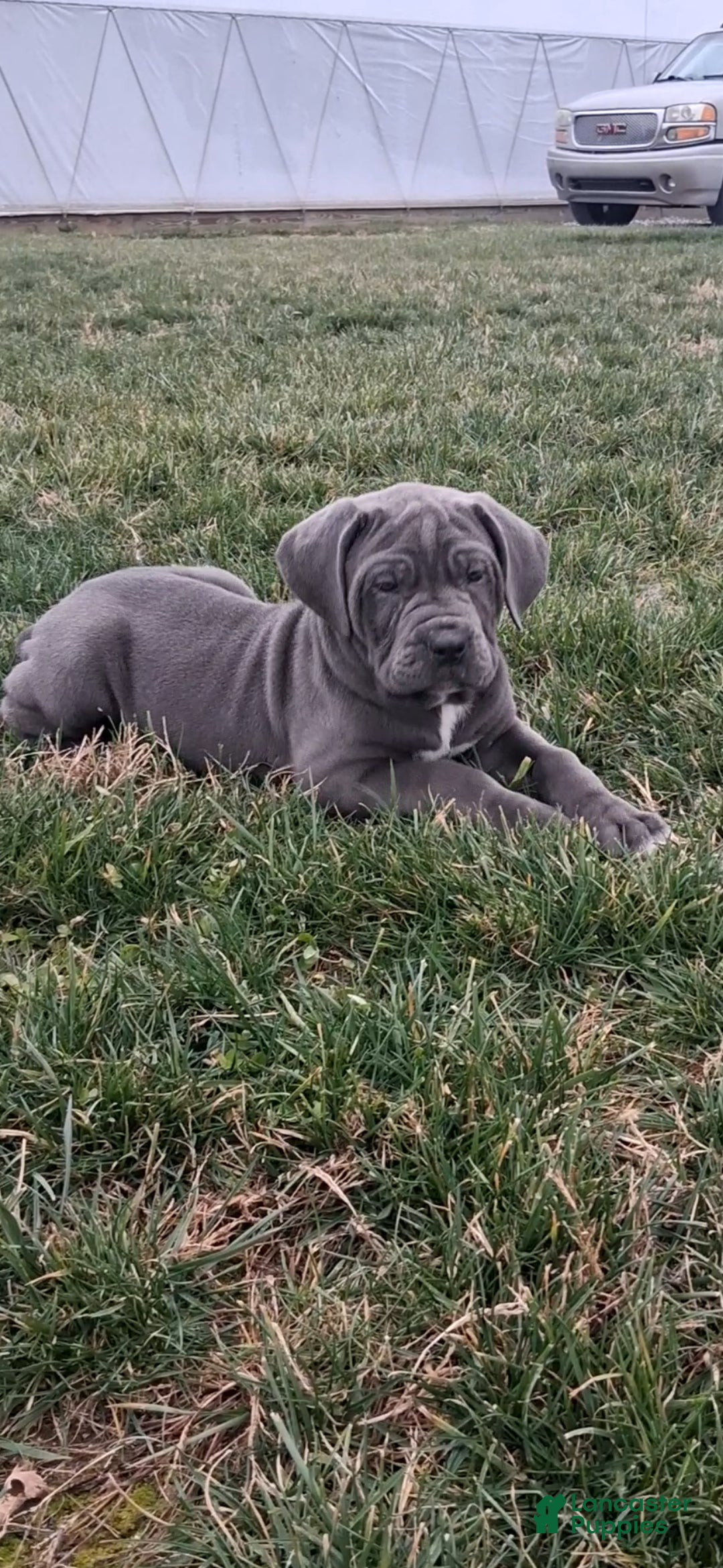 Cane Corso dogs for sale: Sheila - Ad 1