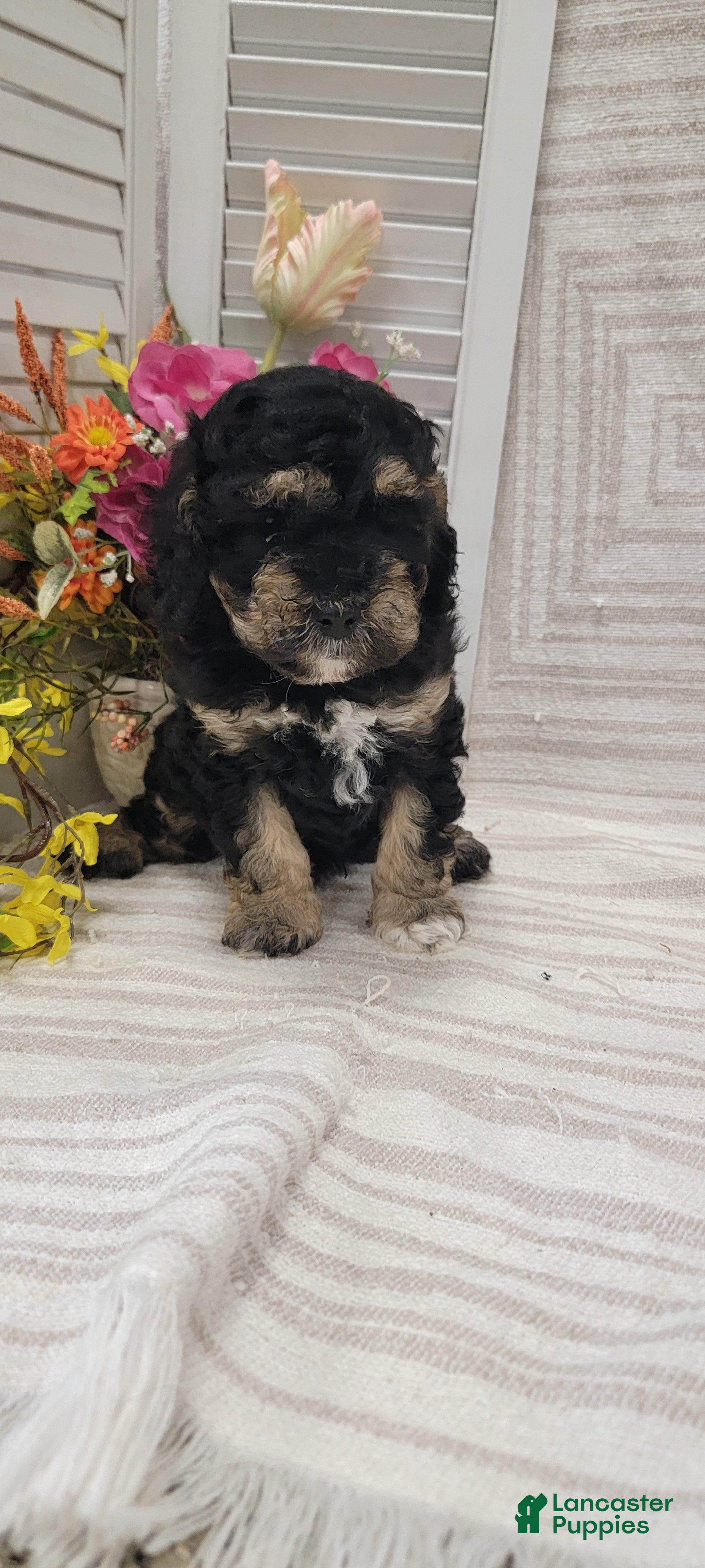 Cockapoo dogs Silas - Ad 1