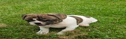 Mixed Breed dogs for sale: Rollo Tubby - Ad 6