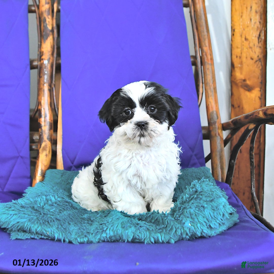 Shih Tzu dogs for sale: Frances - Ad 2