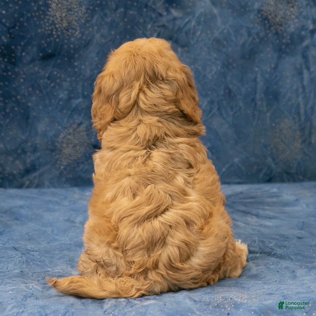 Cavapoo dogs for sale: Harley - Ad 5