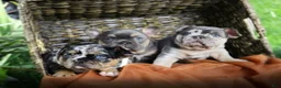 French Bulldog dogs for sale: French Bulldog 2 - Ad 5