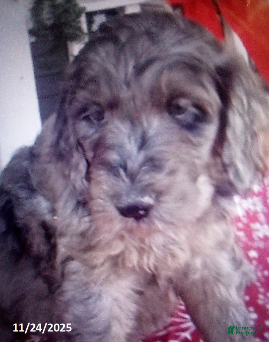 Goldendoodle dogs for sale: Charlie - Merle - Ad 1