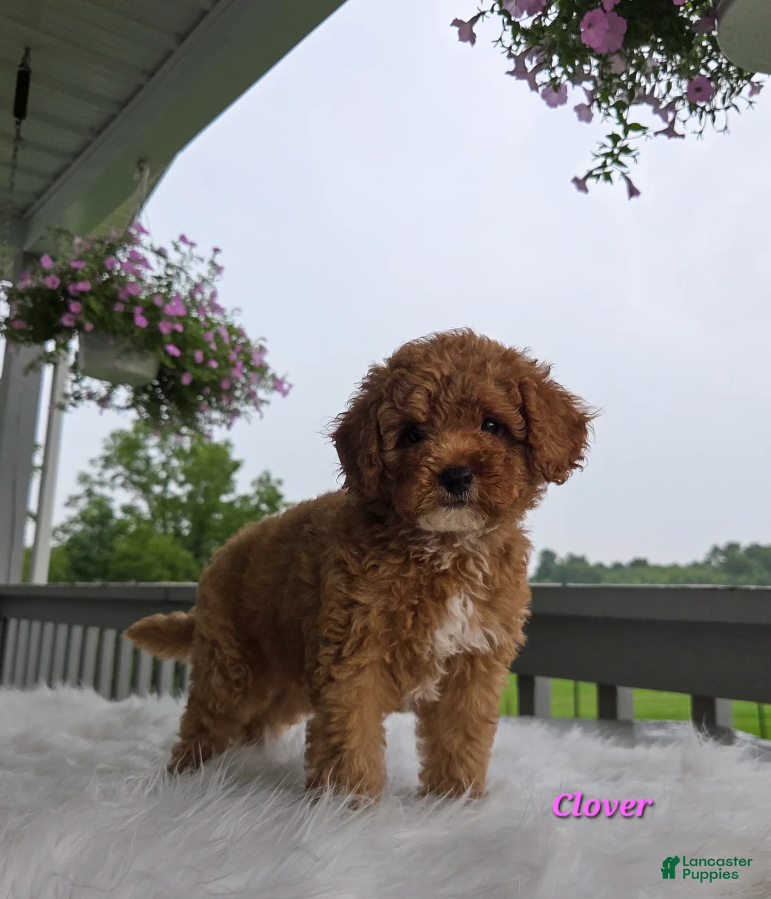 Cavapoo dogs for sale: Clover - Ad 7