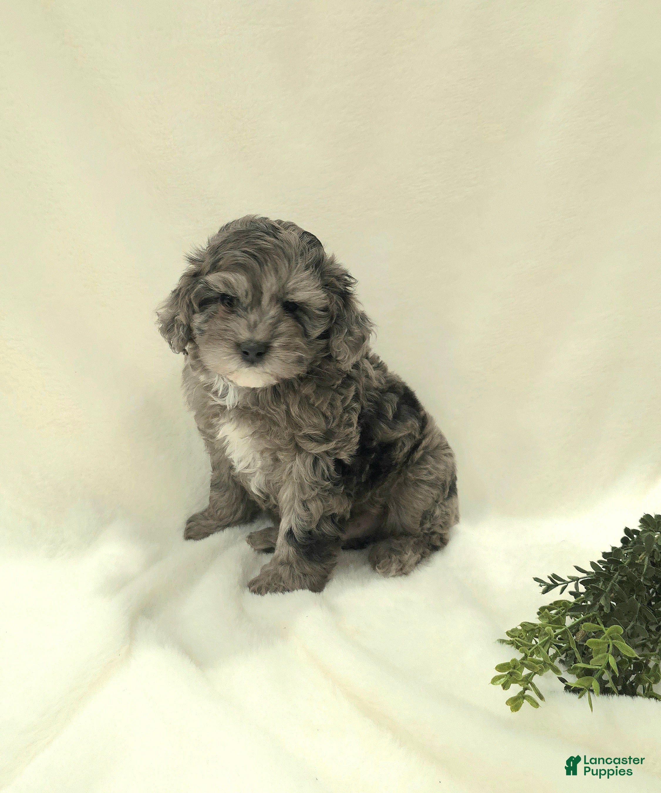 Cavapoo dogs for sale: Leo - Ad 1