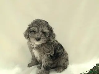 Cavapoo dogs for sale: Leo - Ad 1