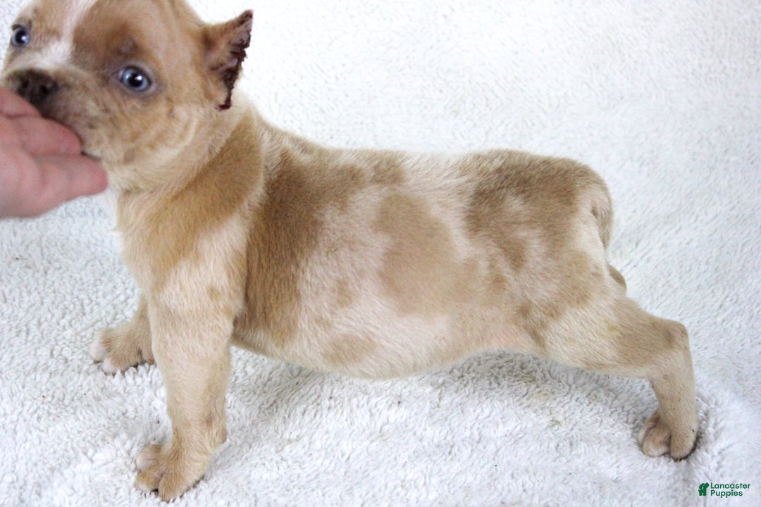 American Bully dogs for sale: Lilac Merle Female - Ad 2