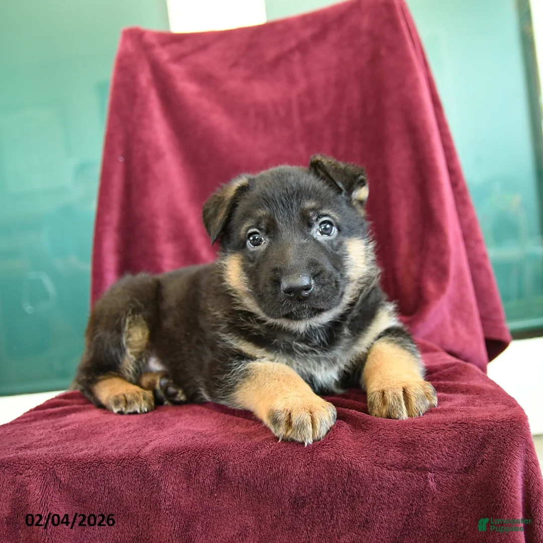 German Shepherd dogs for sale: Asher - Ad 2