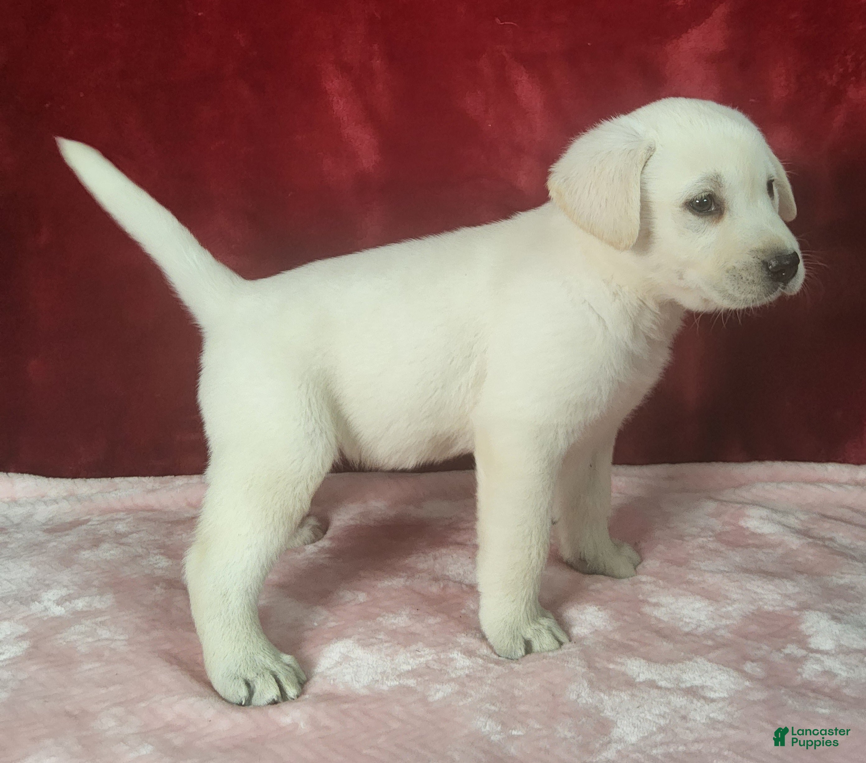 Labrador Retriever dogs  Ellie - Ad 2