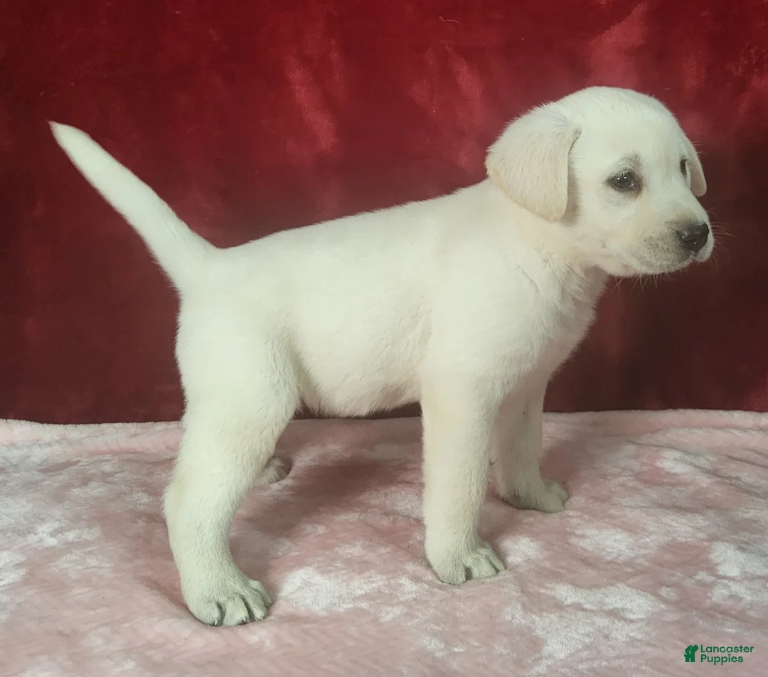 Labrador Retriever dogs for sale:  Ellie - Ad 2