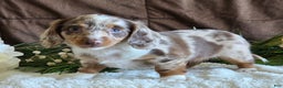 Miniature Dachshund dogs for sale: Sandy - Ad 2