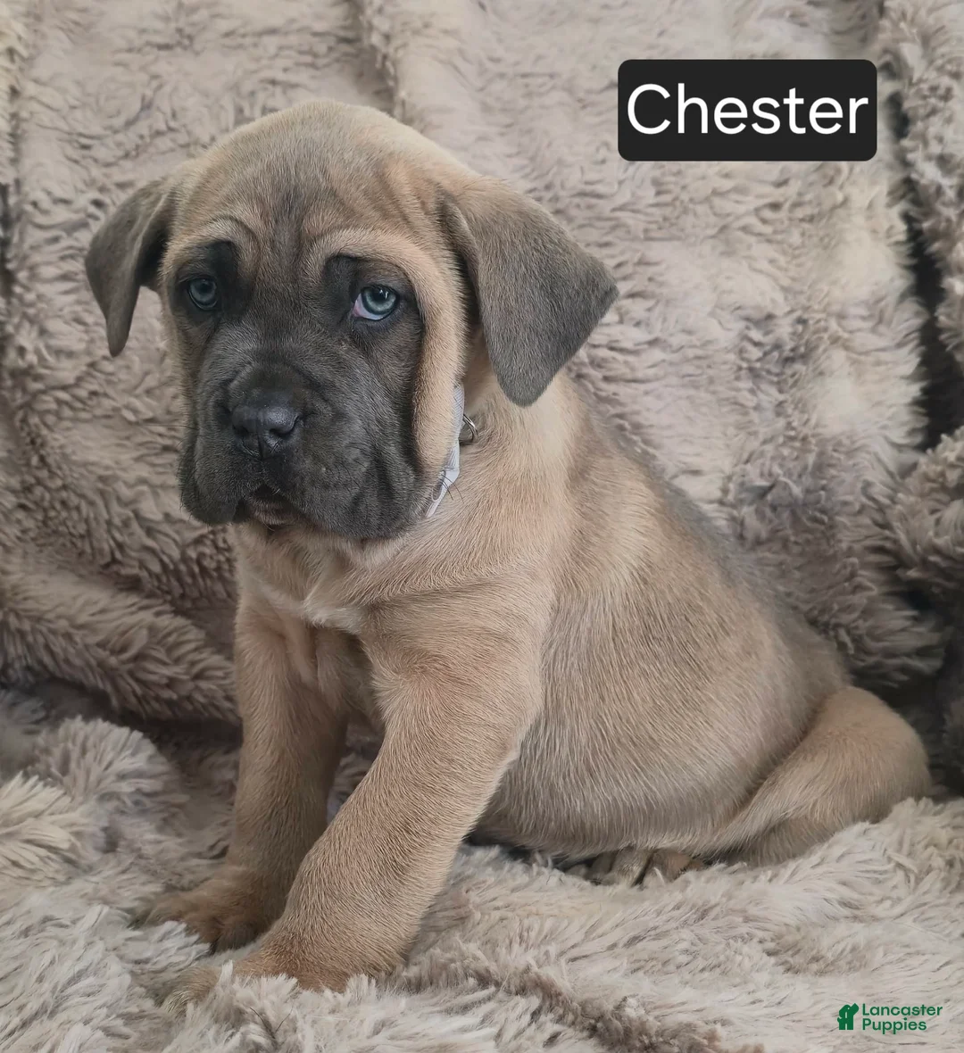 Cane Corso dogs for sale: Chester  - Ad 4