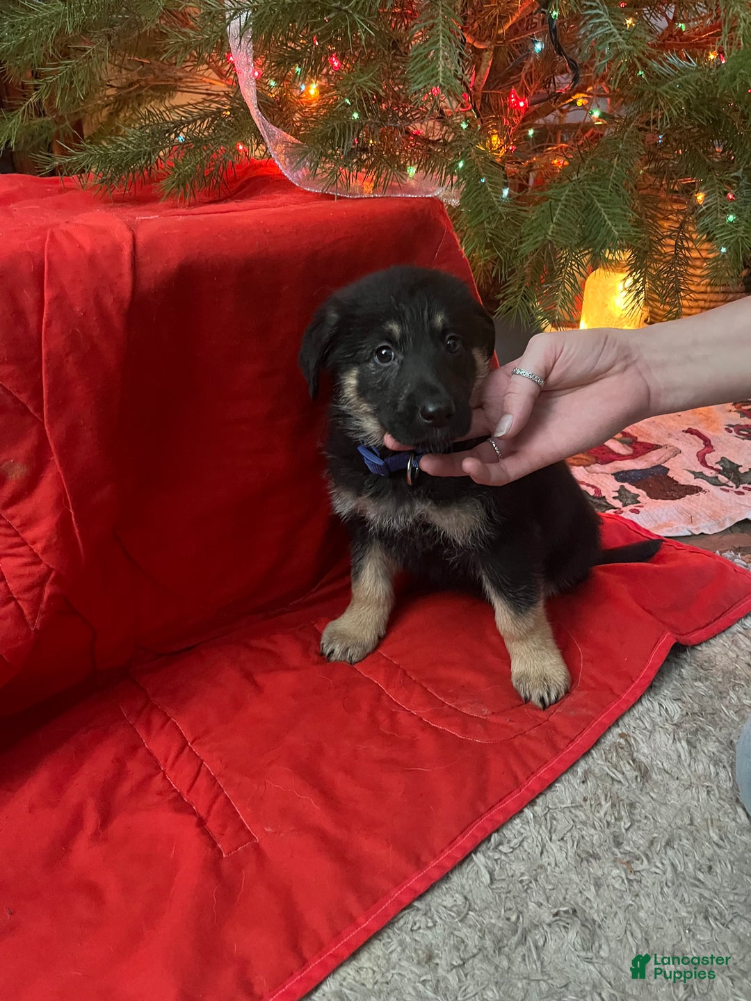 Mixed Breed dogs for sale: Mixed Breed Puppy 1 - Ad 2