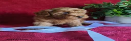 Miniature Poodle dogs for sale: Captain - Ad 5
