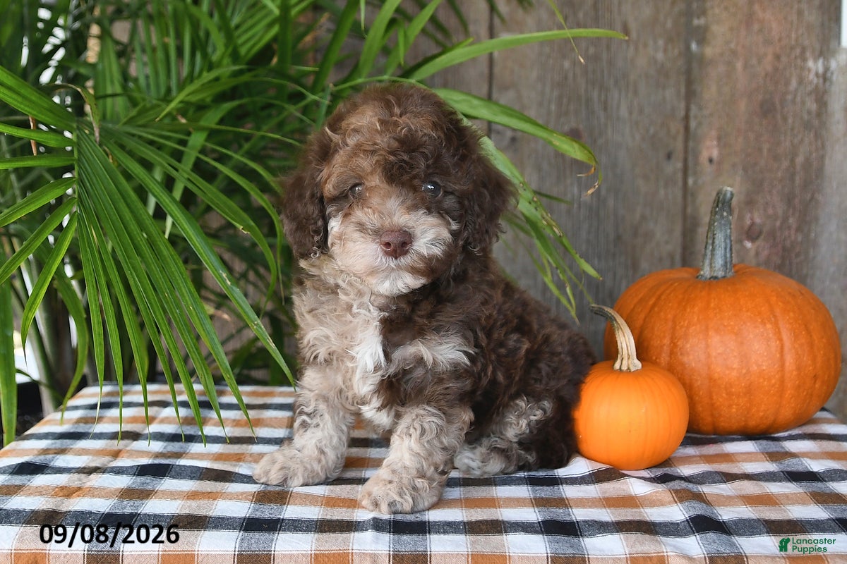 Havapoo dogs Rusty - Ad 1