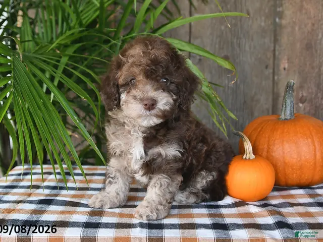 Havapoo dogs for sale: Rusty - Ad 1