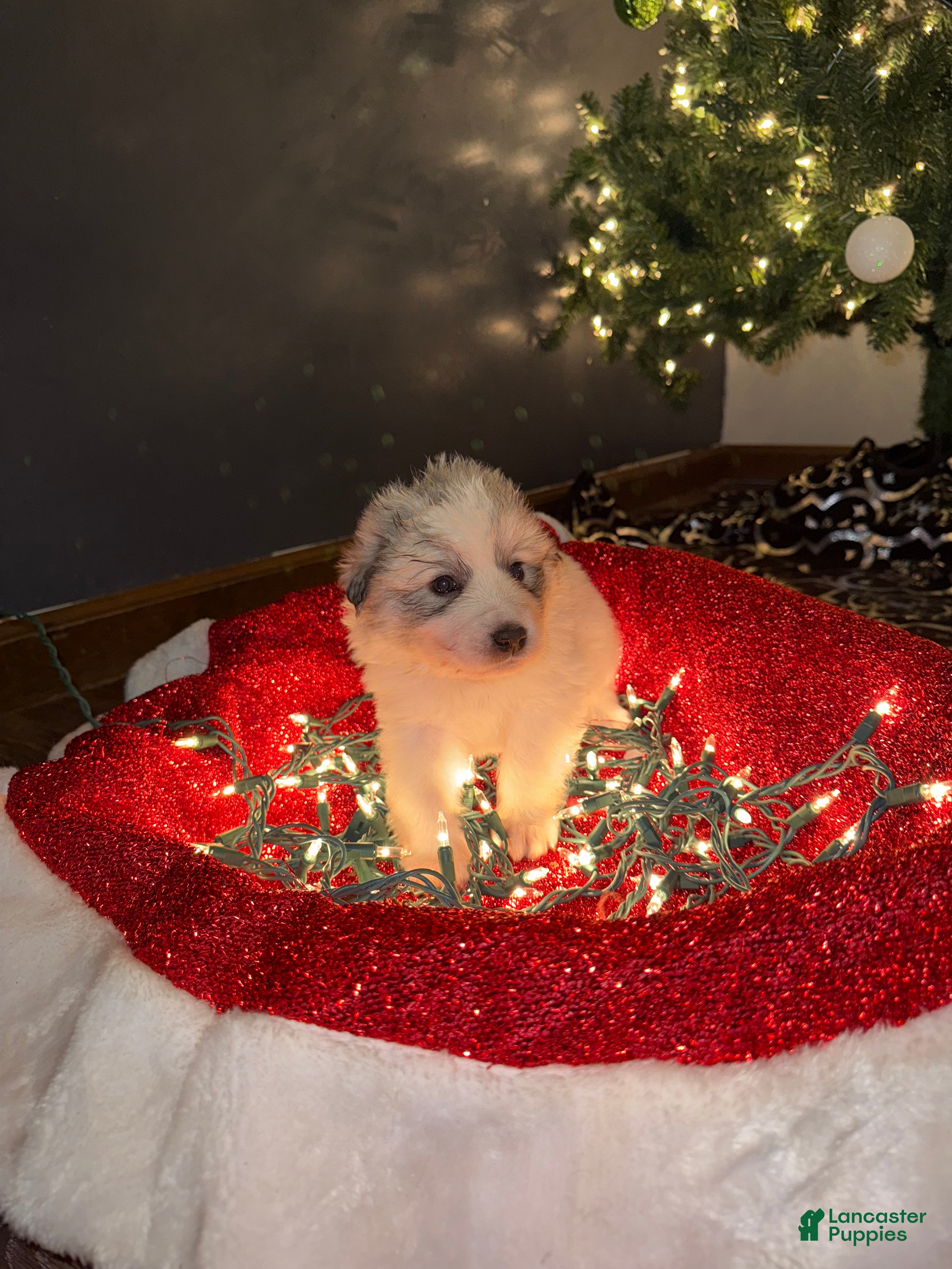 Great Pyrenees dogs IVY- light pink  - Ad 13