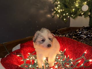 Great Pyrenees dogs IVY- light pink - Ad 20