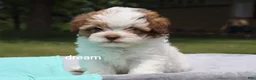 Shihpoo dogs for sale: Clay - Ad 3