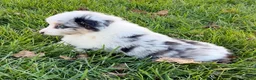 Miniature Australian Shepherd dogs for sale: Sasha - Ad 6