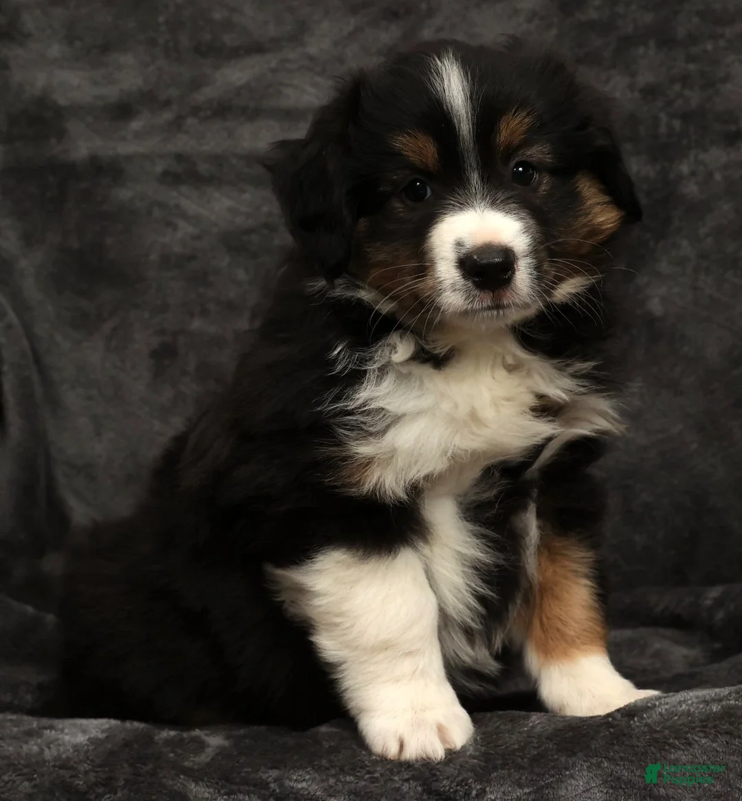 Miniature Australian Shepherd dogs for sale: Sparky - Ad 4