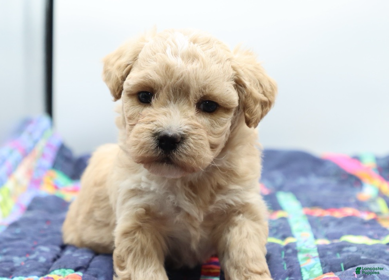 Maltipoo dogs Apricot female - Ad 2