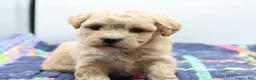 Maltipoo dogs for sale: Apricot female - Ad 2