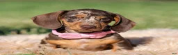 Miniature Dachshund dogs for sale: Cosette AKC - Ad 1