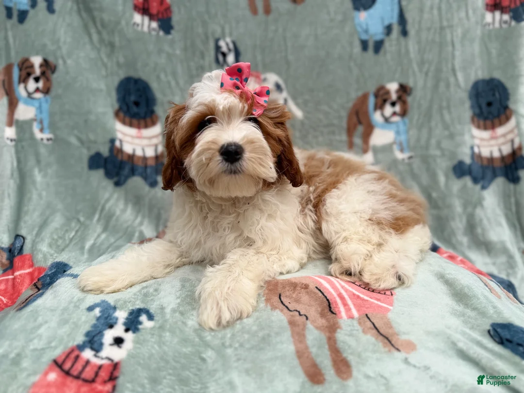 Cavapoo dogs for sale: Ember - Ad 11