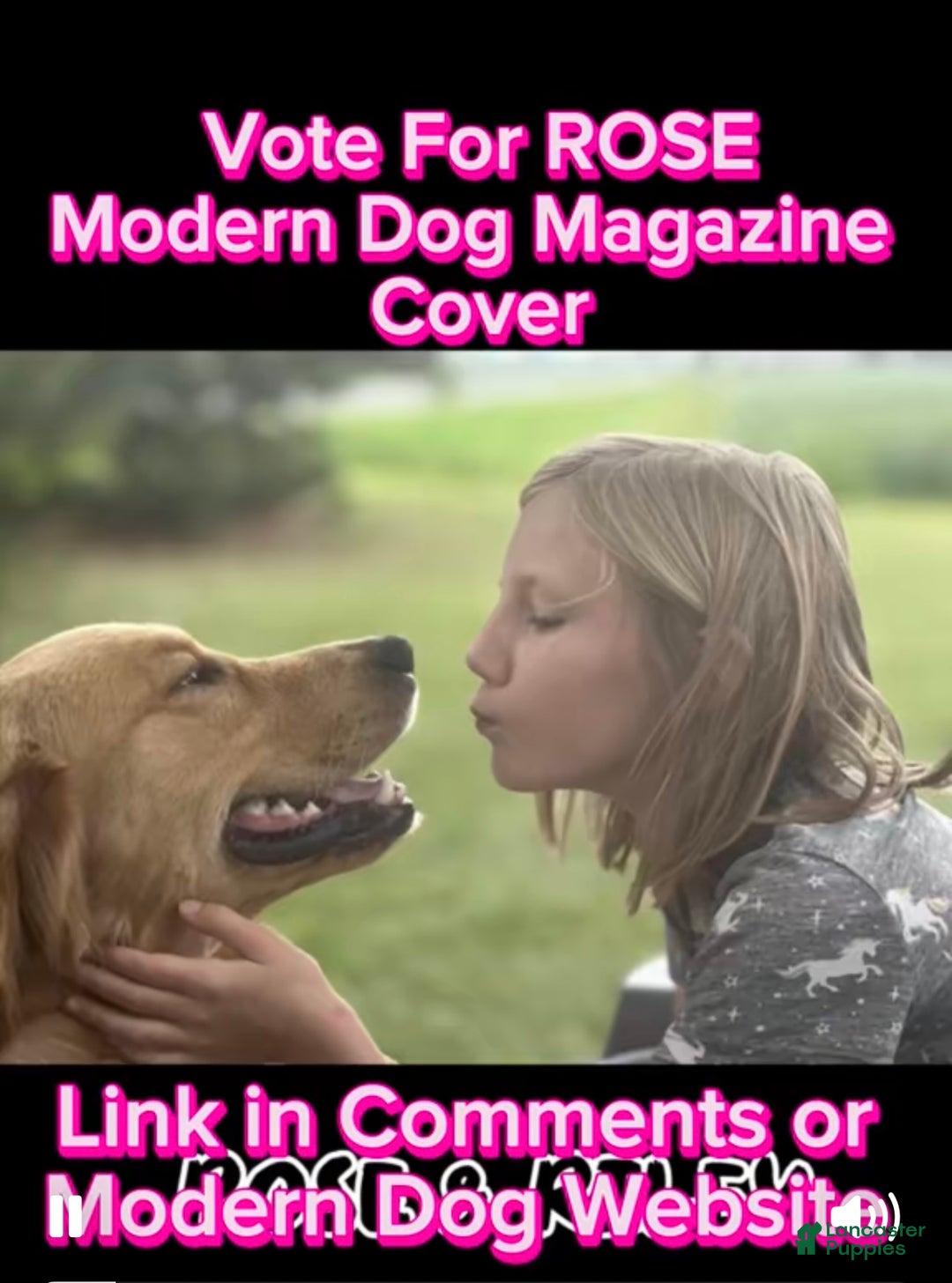 Golden Retriever dogs for sale: Golden Retriever Dark Pink Girl - Ad 3