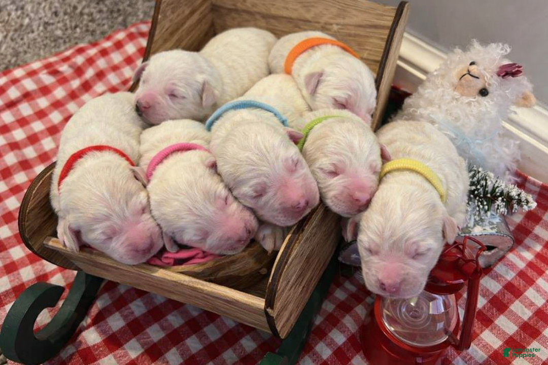 Goldendoodle dogs for sale: Snowy - Ad 5