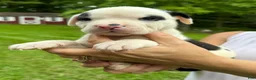 American Bulldog dogs for sale: Male 1 - Ad 1