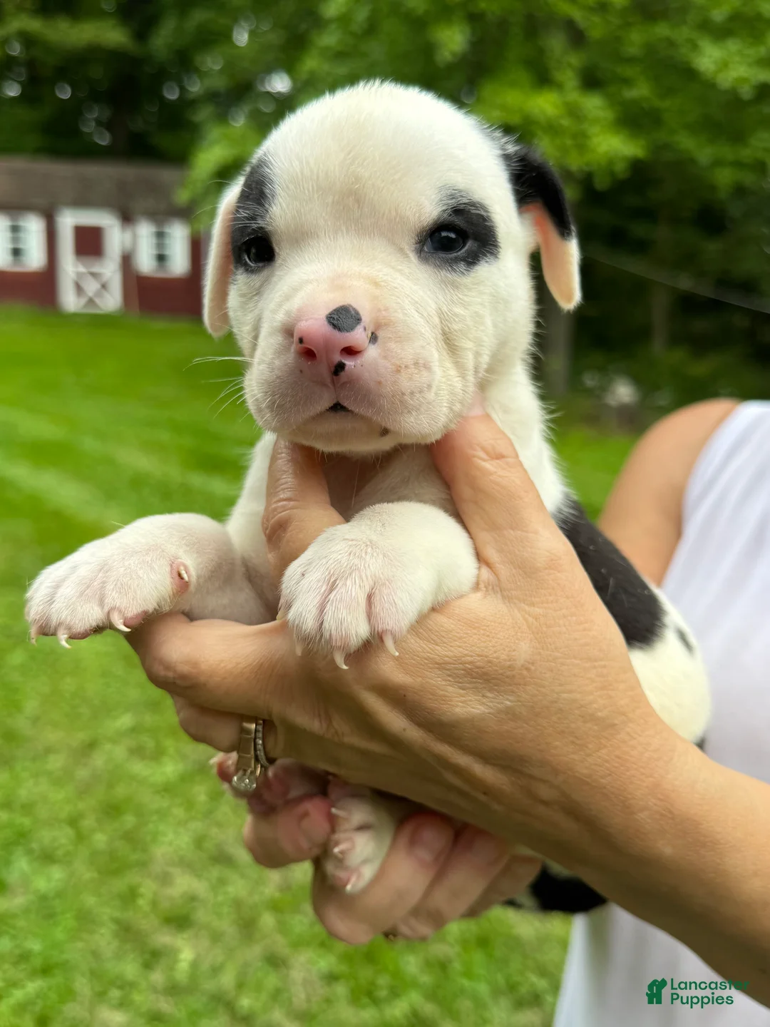 American Bulldog dogs for sale: Male 1 - Ad 1