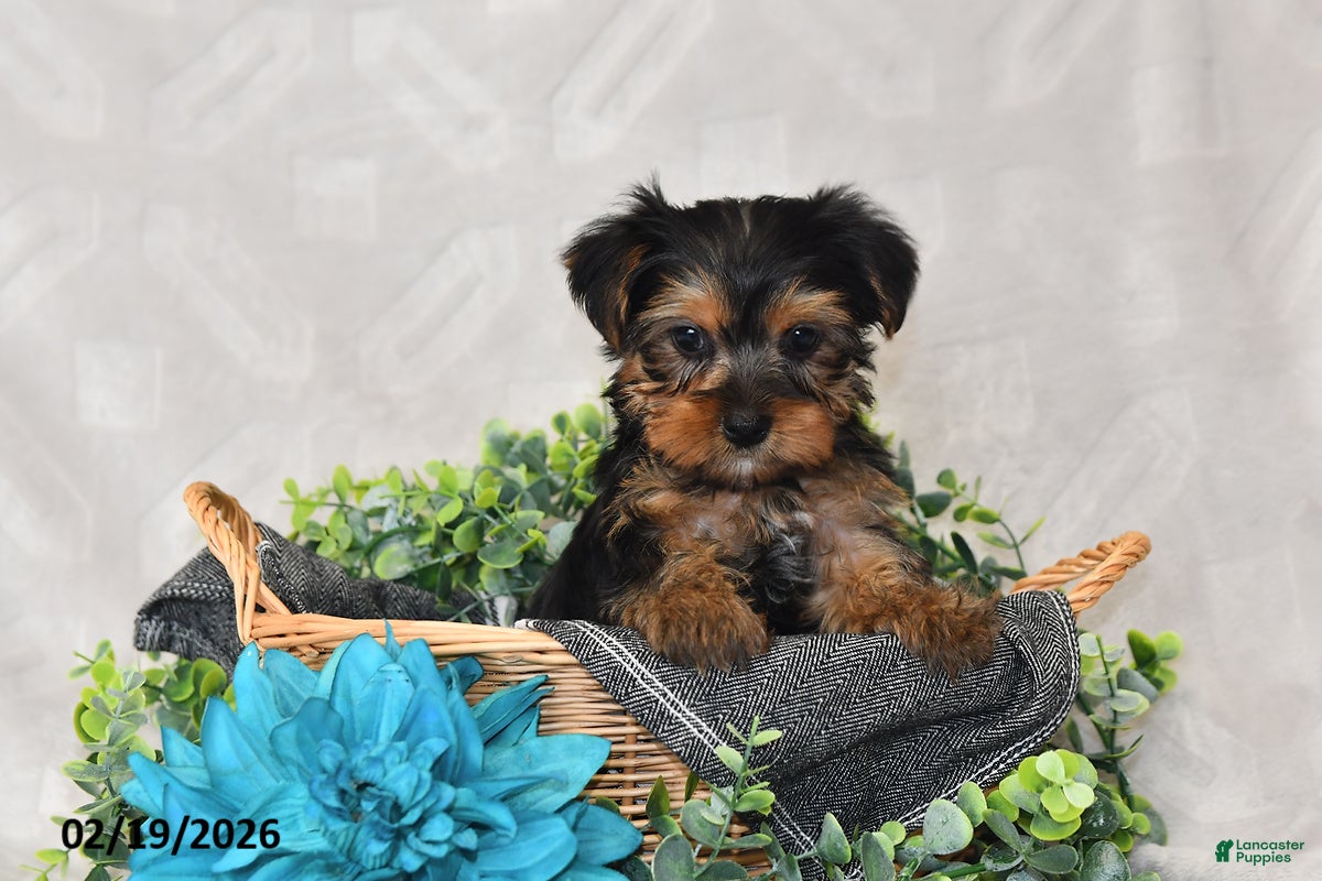 Yorkshire Terrier dogs Bailey - Ad 1